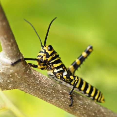 Giant Grasshopper Nymph