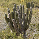 Elephant cactus