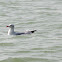 Black-headed Gull