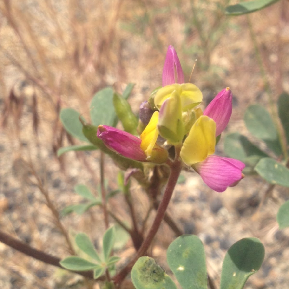 Harlequin Lupine