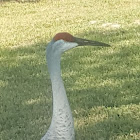 Sandhill Cranes