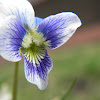 Common Blue Violet