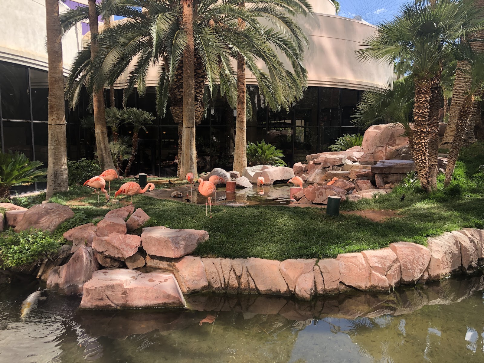 Pink Flamingos at Las Vegas Flamingo Hotel