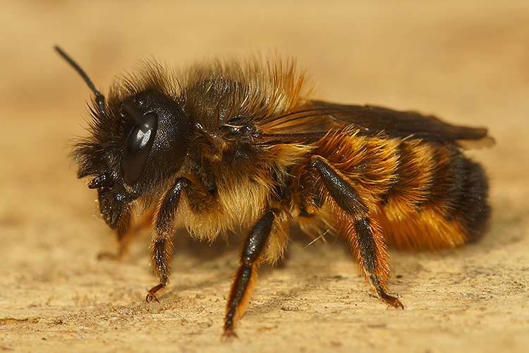 Osmia rufa