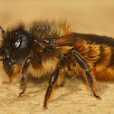 Osmia rufa