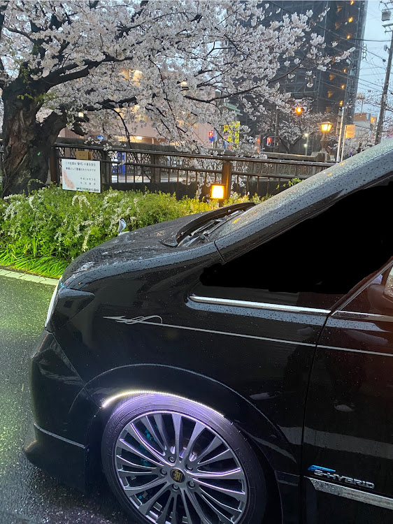 セレナの箱車美装軍団・桜と愛車・小雨降る中で撮影に関するカスタム事例の投稿画像2枚目