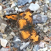 silvery checkerspot