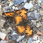 silvery checkerspot