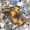 silvery checkerspot