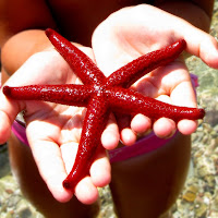 starfish di 