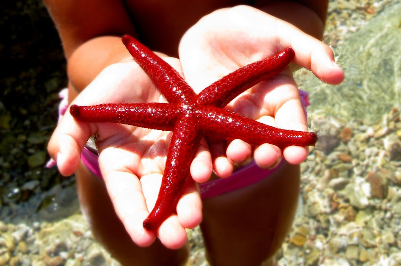 starfish di fasele72