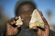 Densen Magaisa holds up the fossilised teeth of a great white shark and the gargantuan Megalodon shark dinosaur.