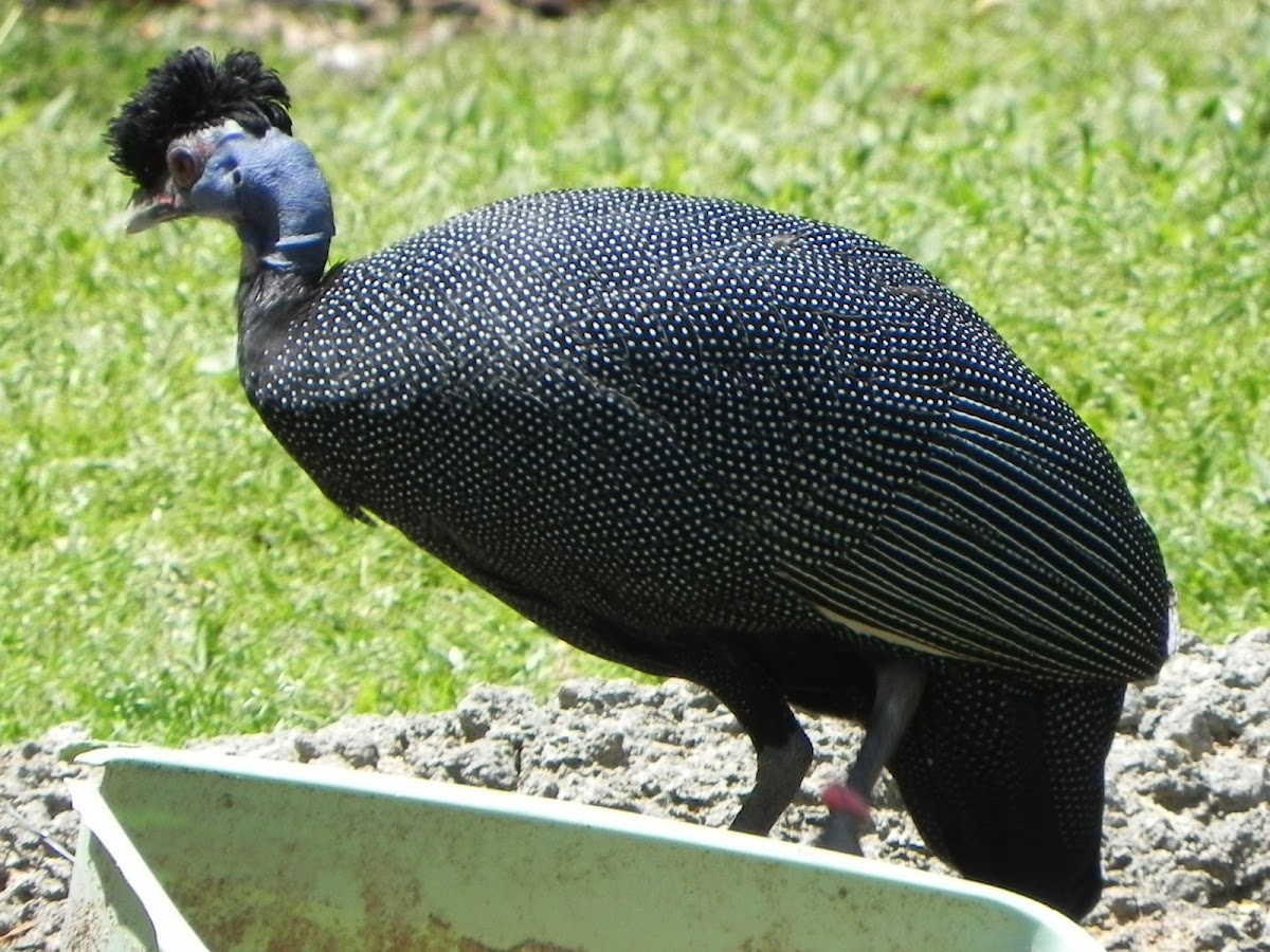 Crested Guineafowl