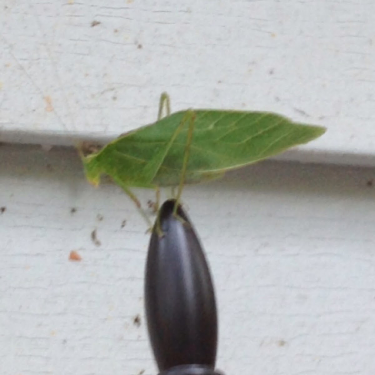 Katydid