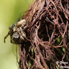 Starbellied Orbweaver