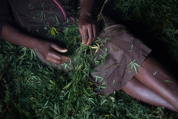 Most of the cannabis from Mkumbi ends up in townships and taxi ranks in Cape Town, as well as other cities.