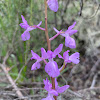 Orquídea