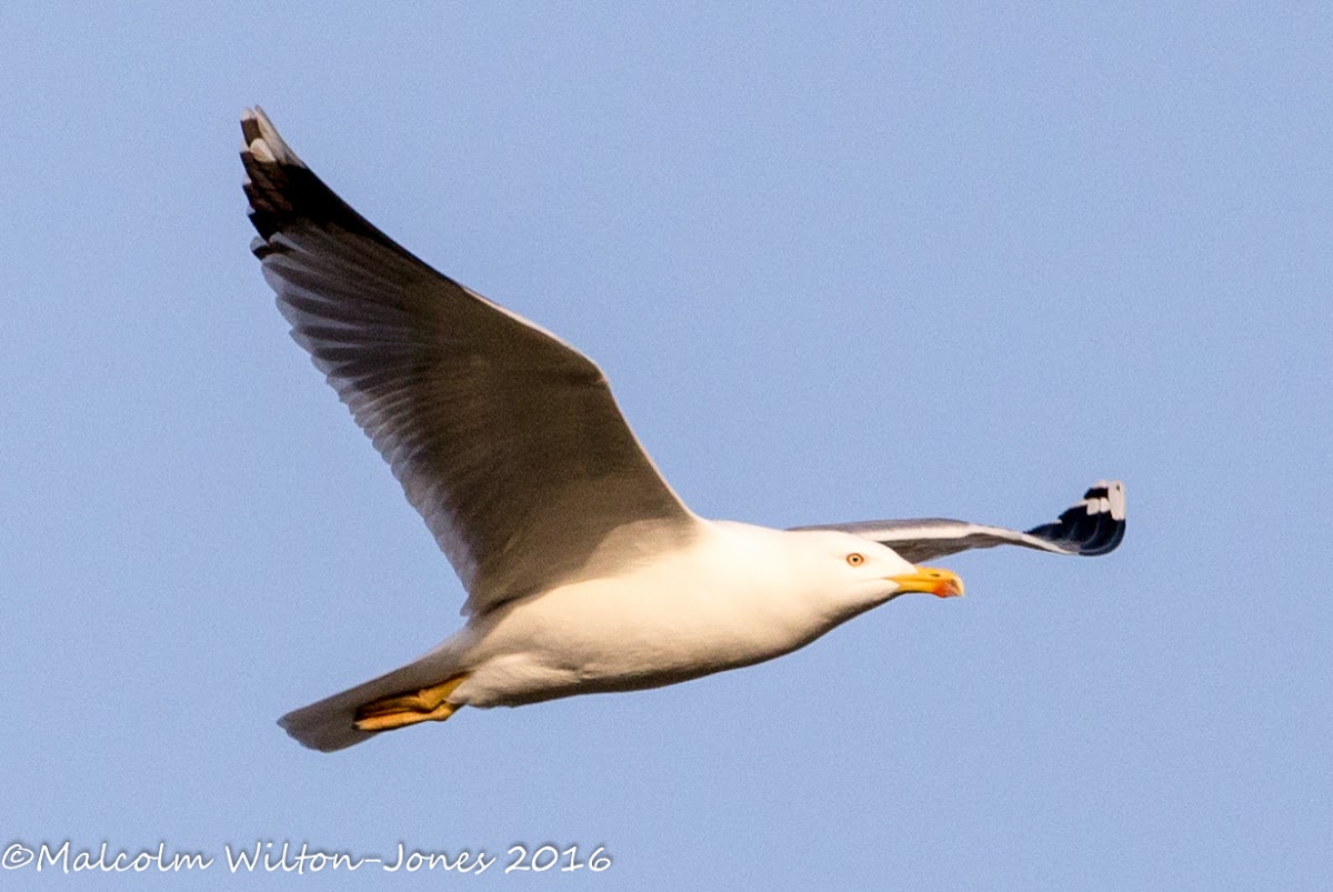 Yellow-legged Gull; Gaviota Patiamarilla