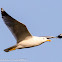 Yellow-legged Gull; Gaviota Patiamarilla