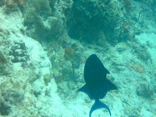 Underwater in The Maldives 2014