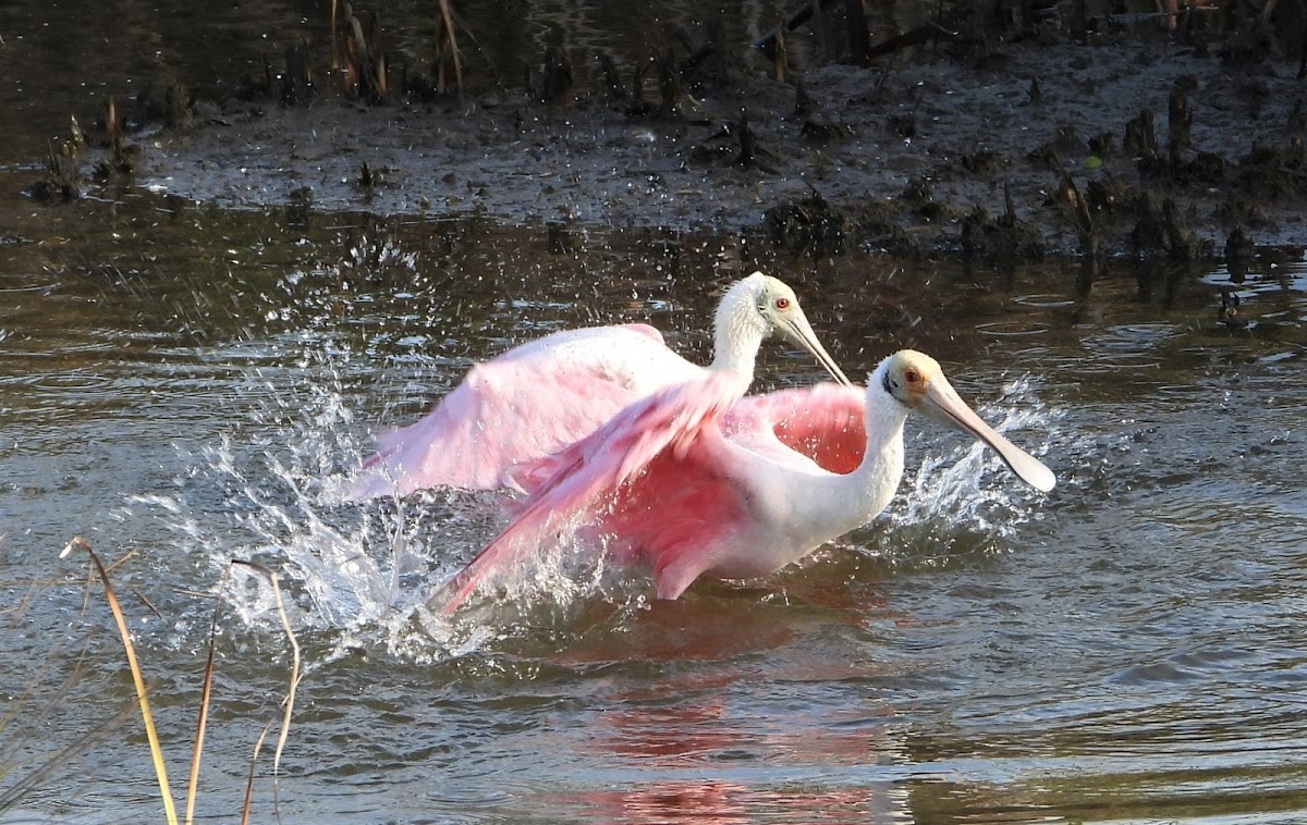 Roseate spoonbill