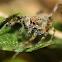 Brettus jumping spider