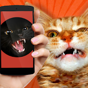 Cat Teaser: Sounds 1.2 Icon