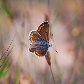 Wings and colors by Milena Todorova - Animals Insects & Spiders