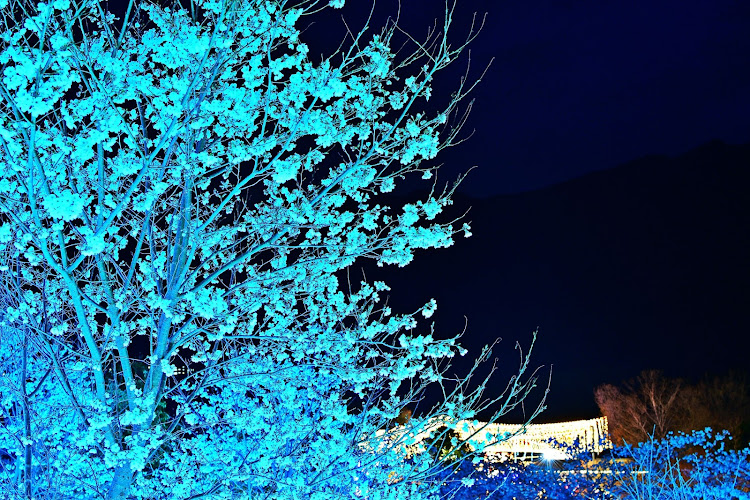 ネコショウグンさんが投稿した夜桜・桜・さがみ湖リゾートプレジャーフォレスト・イルミネーション・桜ソングに関するカスタム事例の投稿画像17枚目