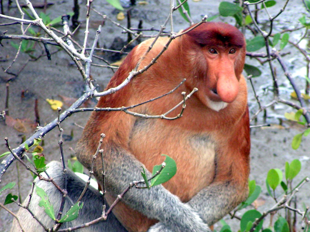 Proboscis nosed monkey