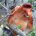 Proboscis nosed monkey