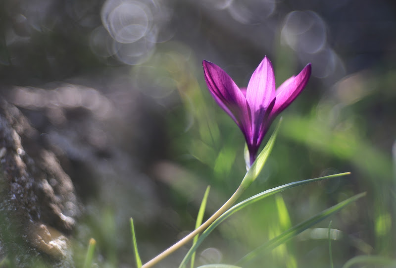 Un dono della natura di Fe140