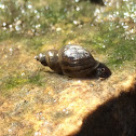 Snail