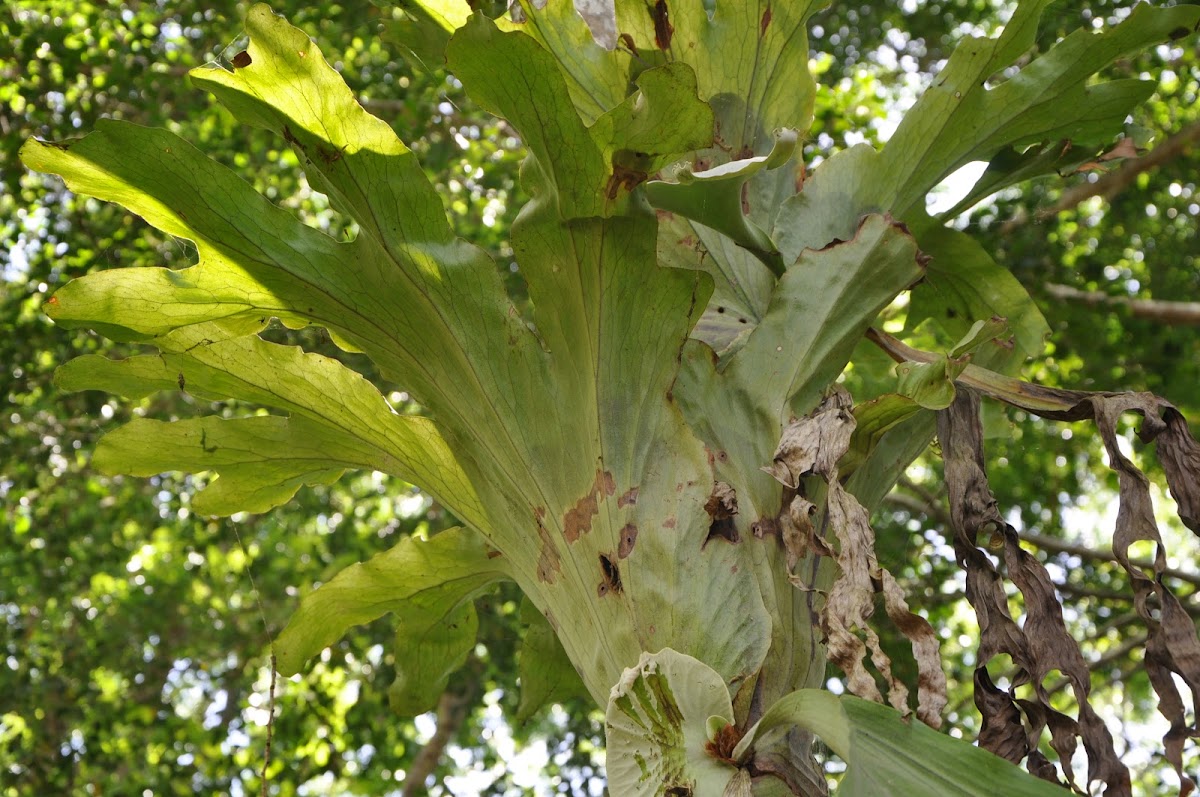 Staghorn fern