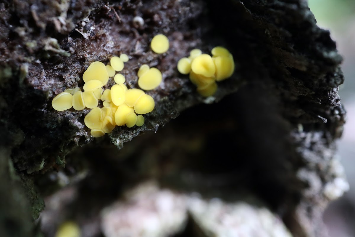 Lemon Disco Fungus