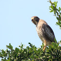 White-eyed Buzzard