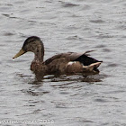 Mallard