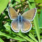 Boisduval's blue (female)