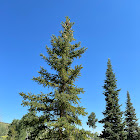 Engelmann Spruce