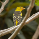 Bird on tree branch