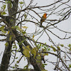 Streak-backed oriole