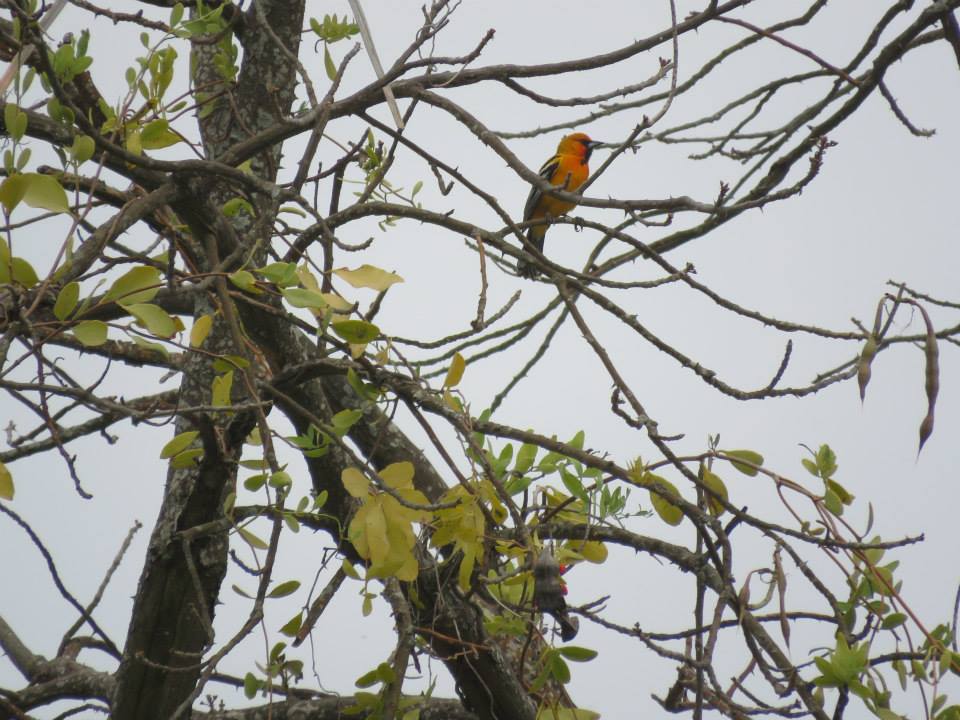 Streak-backed oriole