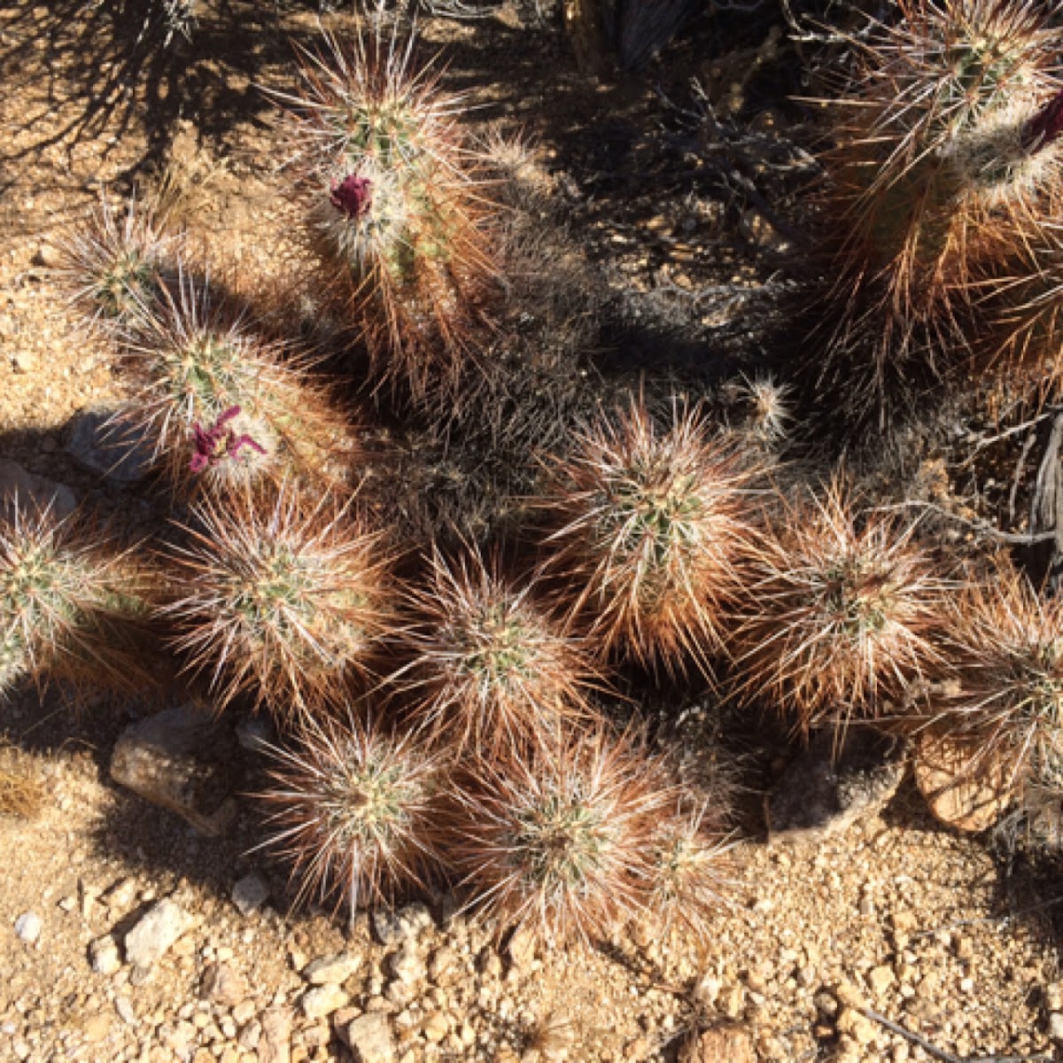Engelmann's hedgehog cactus