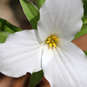 Great White Trillium