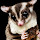 Sugar Glider Wallpaper New Tab Theme