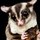 Sugar Glider Wallpaper New Tab Theme