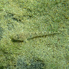 Marbled goby. Gobio de arena