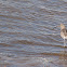 Eurasian Curlew