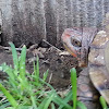 Three-toed Box Turtle