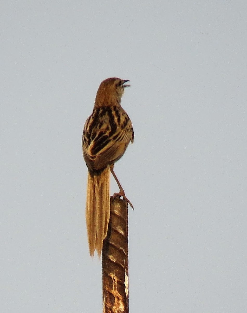 Striated Grassbird